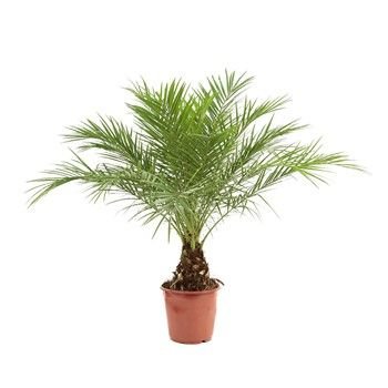 PALMERAS ROBELINA  MEDIANAS