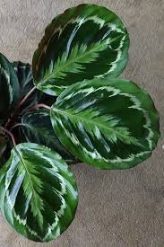 CALATHEA 1