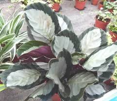 CALATHEA 3