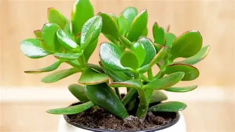 JADE  VERDE
