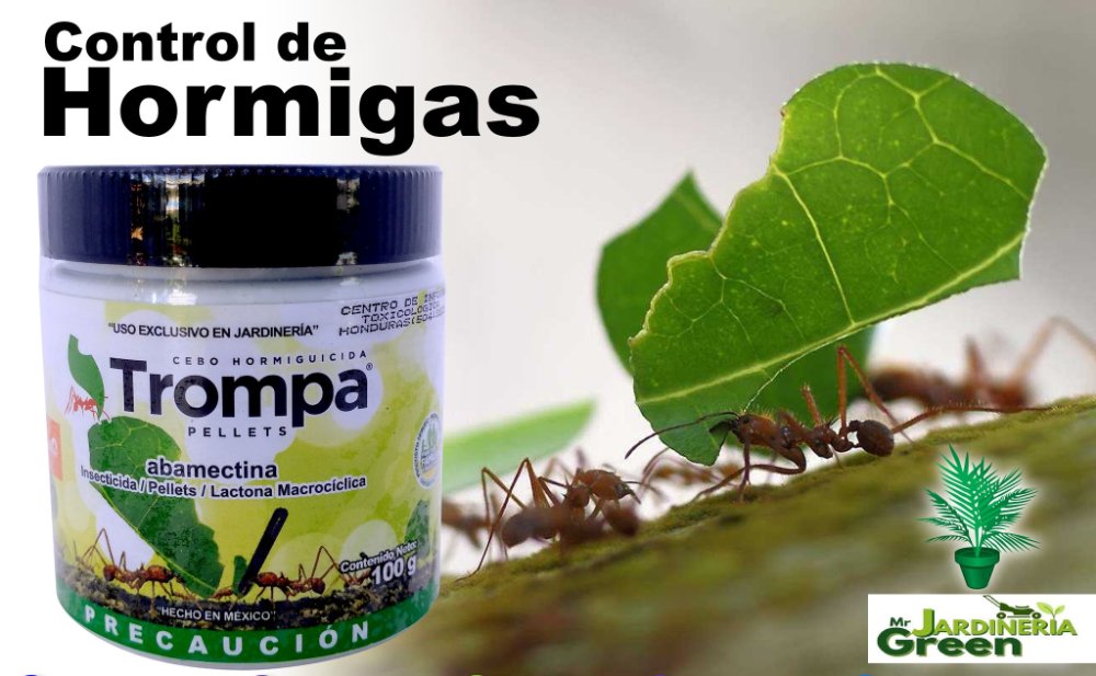MATA HORMIGAS