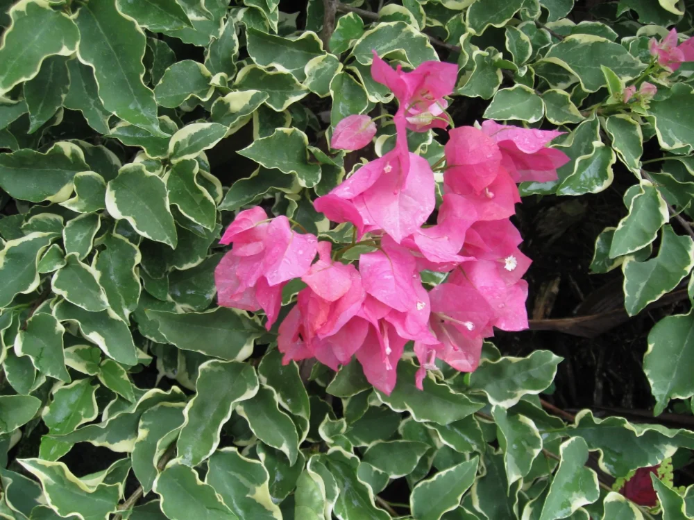 NAPOLEON VARIEGADO