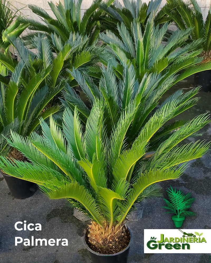 PALMERA CICA