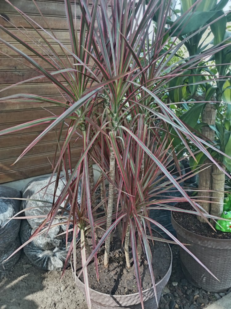 PIROTECNIA EN MACETERO