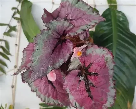 BEGONIA MANAUS