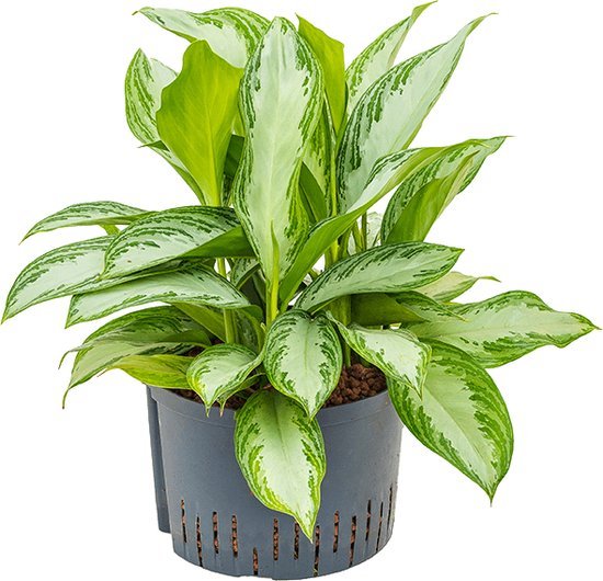 Aglonema blanca grande