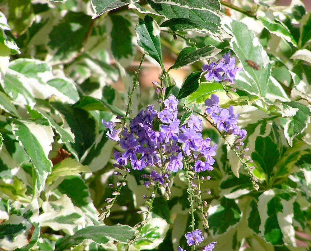 Duranta variegada blanca