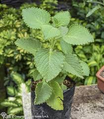 OREGANO DE HOJA ANCHA