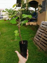 PARRA DE UVA