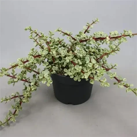 JADE VARIEGADO