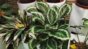 CALATHEA 5