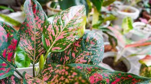 AGLAONEMA PICMENTADA