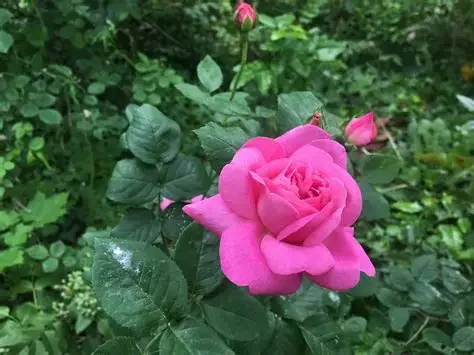 Rosa injerta bolsa mediana