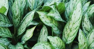 AGLAONEMA DE HOJA DELGADA