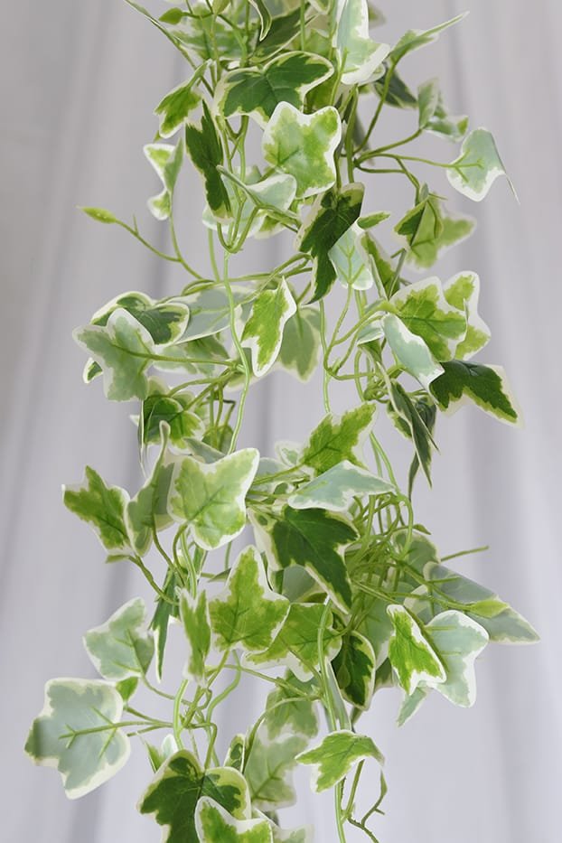 HIEDRA DE UVA COLGANTE