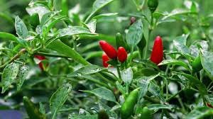 CHILE PICO DE GALLO