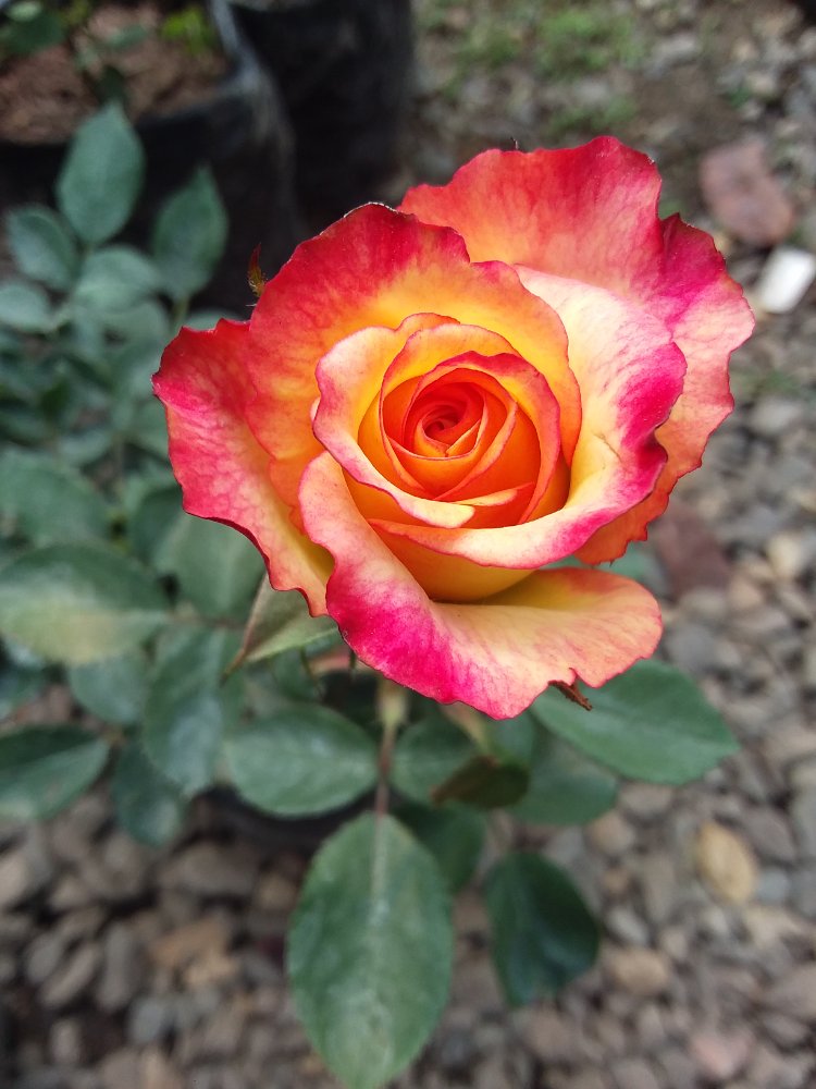 ROSA INJERTA GRANDE