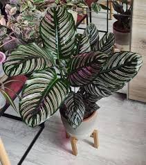 CALATHEA 6