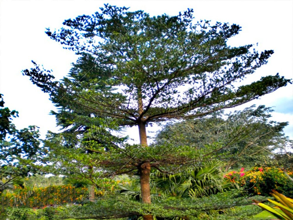 Almendro de madagascar medianos