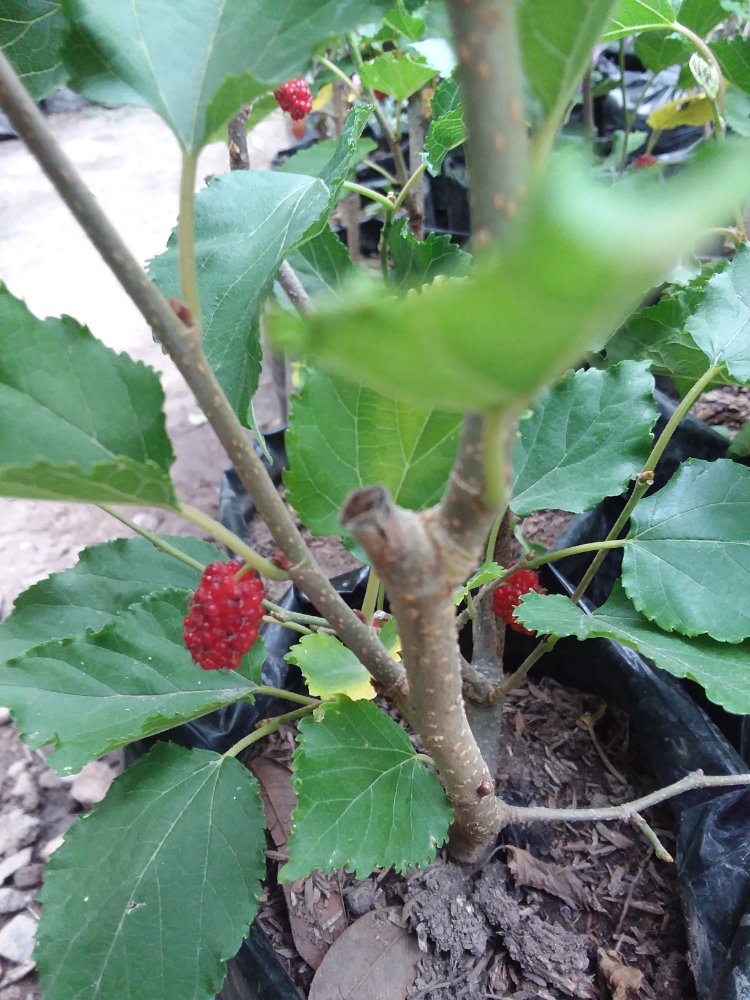 ARBOL DE MORA DULCE