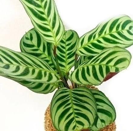 MARANTA Puertorriqueña M12