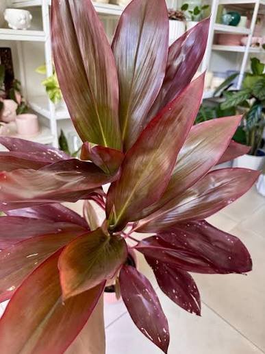 RUBRA 3L