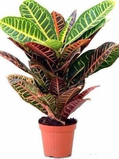 CROTON DOBLE