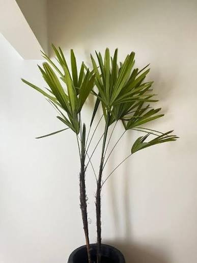 Palmera Dama KENTIA