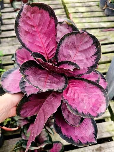 Calathea Roseo