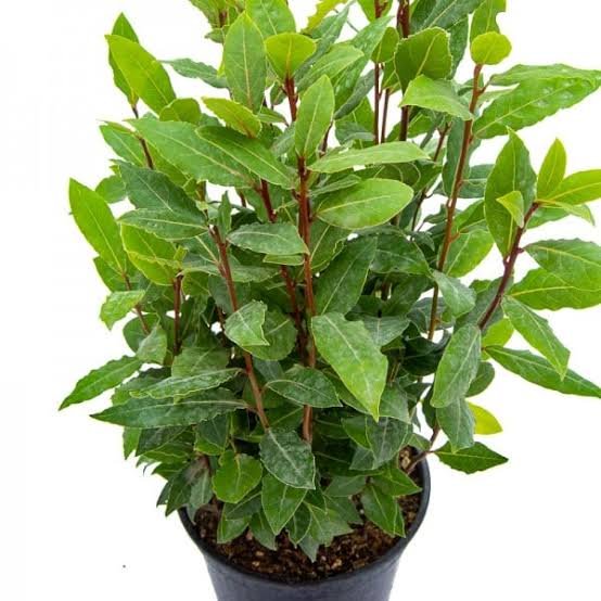 Laurel 3Lt