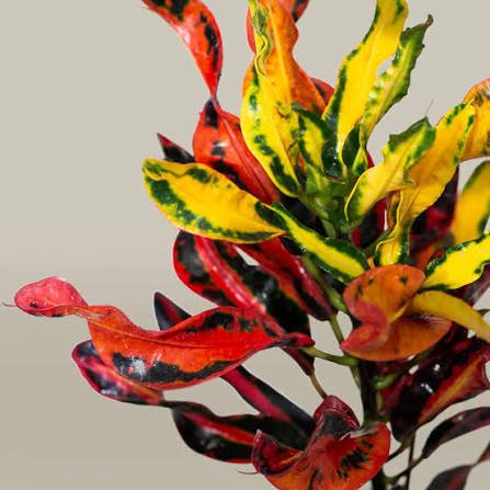 CROTON  M12