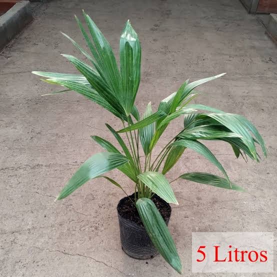 Latania 5Lt