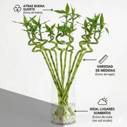 BAMBOO