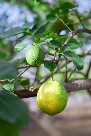 Limon grande