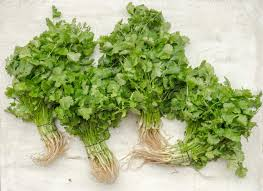 Culantro