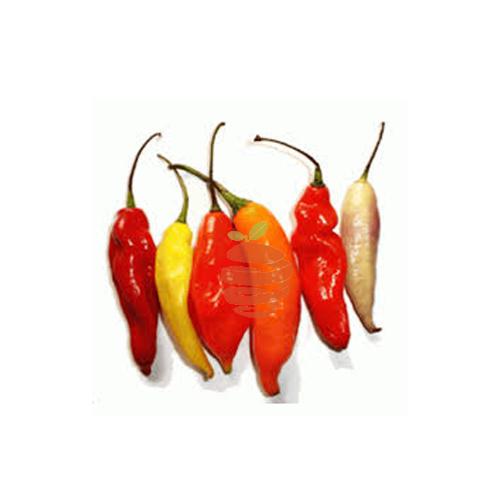 AJI CRIOLLO PORCION