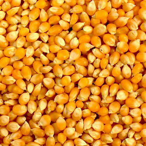 Canguil de Olla porcion