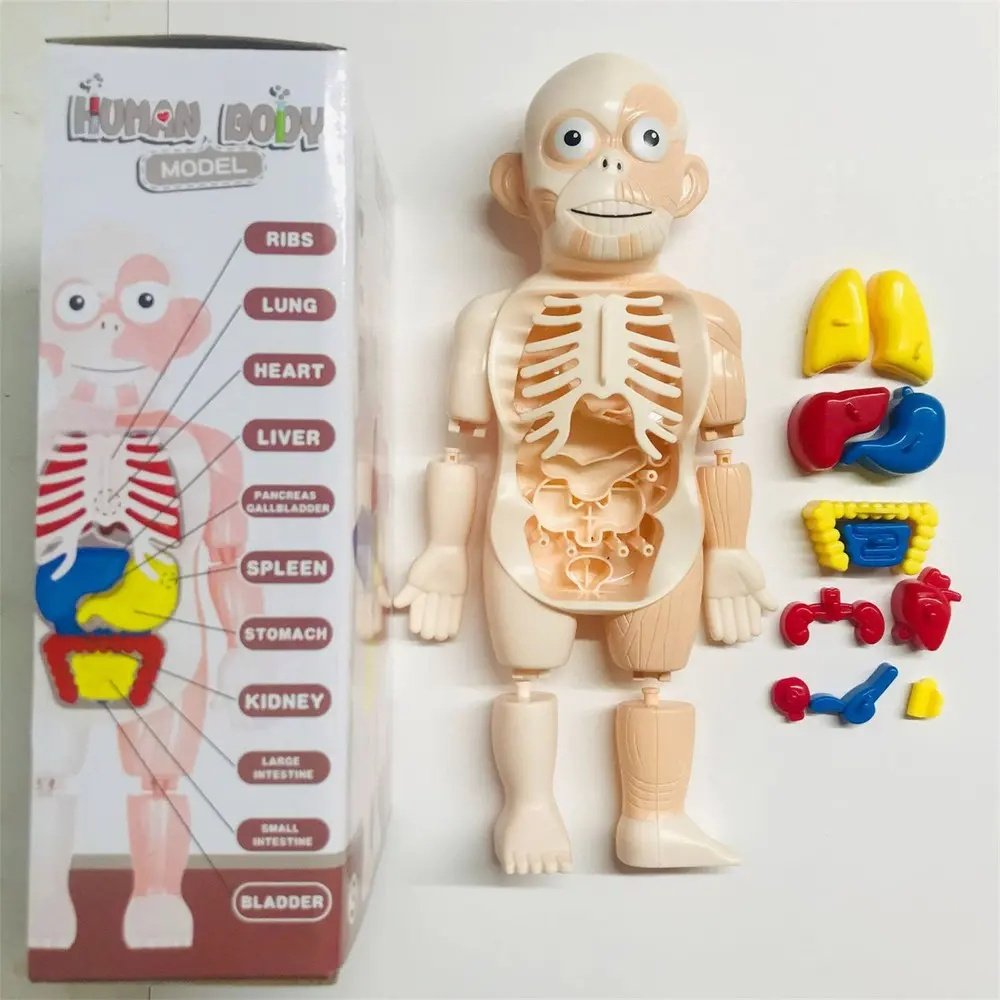 Set Interactivo: Conociendo Mi Cuerpo