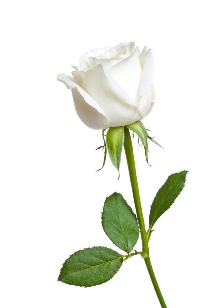 ROSA BLANCA NACIONAL X 24 UND PAQ