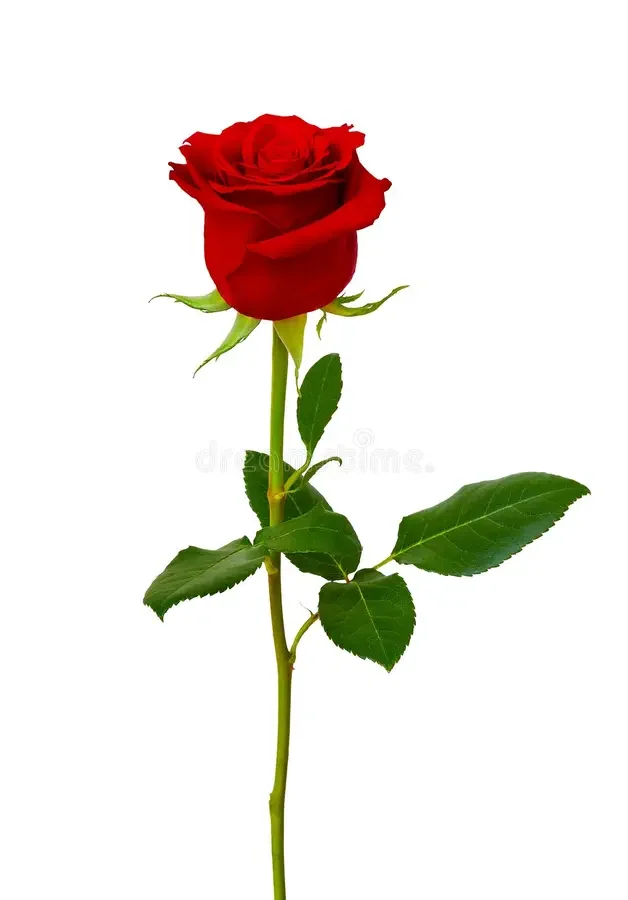 ROSA ROJA NACIONAL X 24 UND PAQ