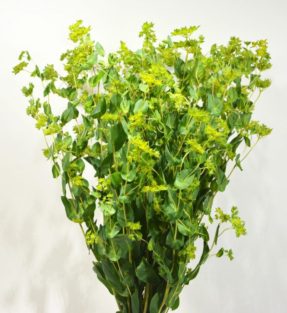 BLUPERIUM PAQ