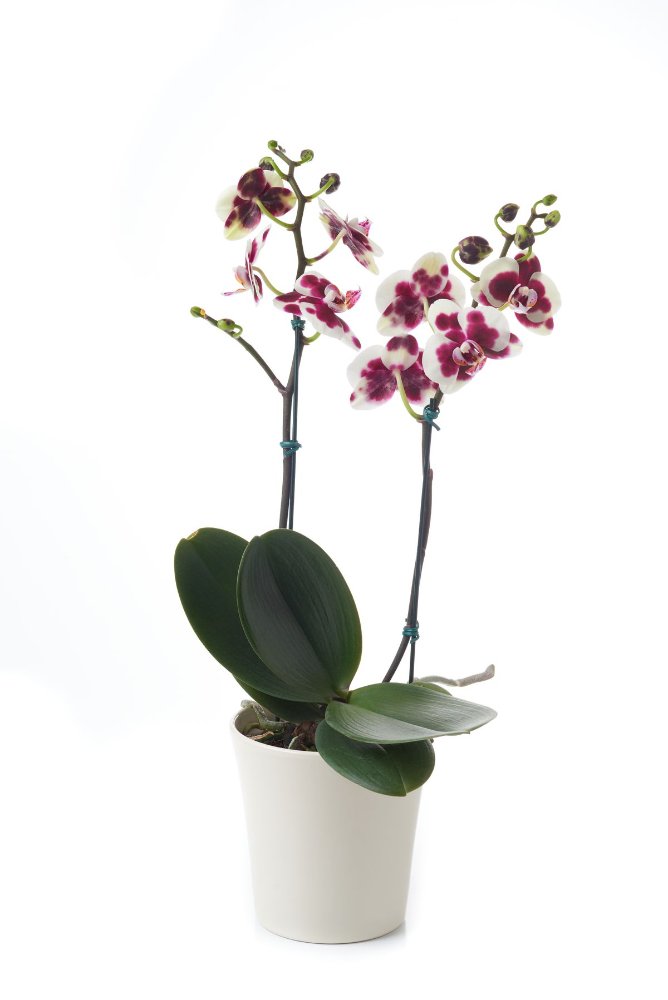 ORQUIDEAS PLANTA PHALAENOPSIS 2 VARITAS PQUEÑA