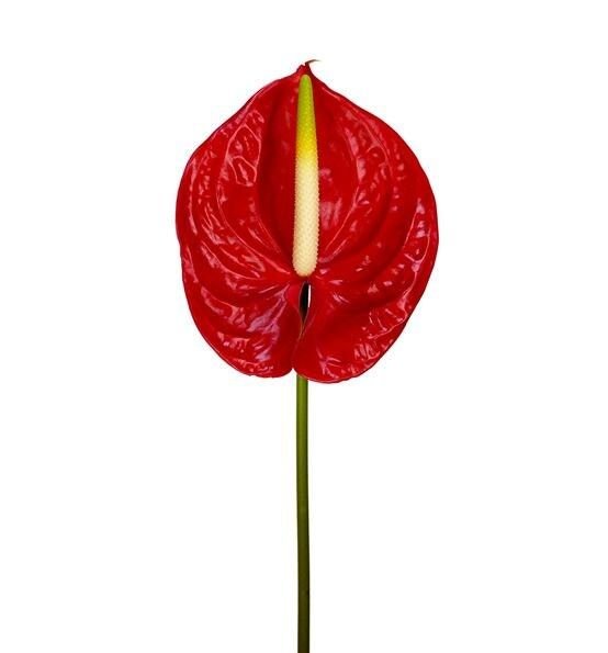 ANTURIO ROJO PAQ