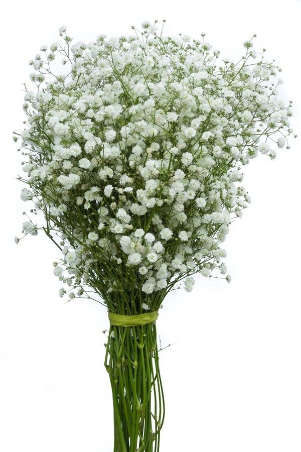 GYPSOPHILIA NATURAL MANOJO