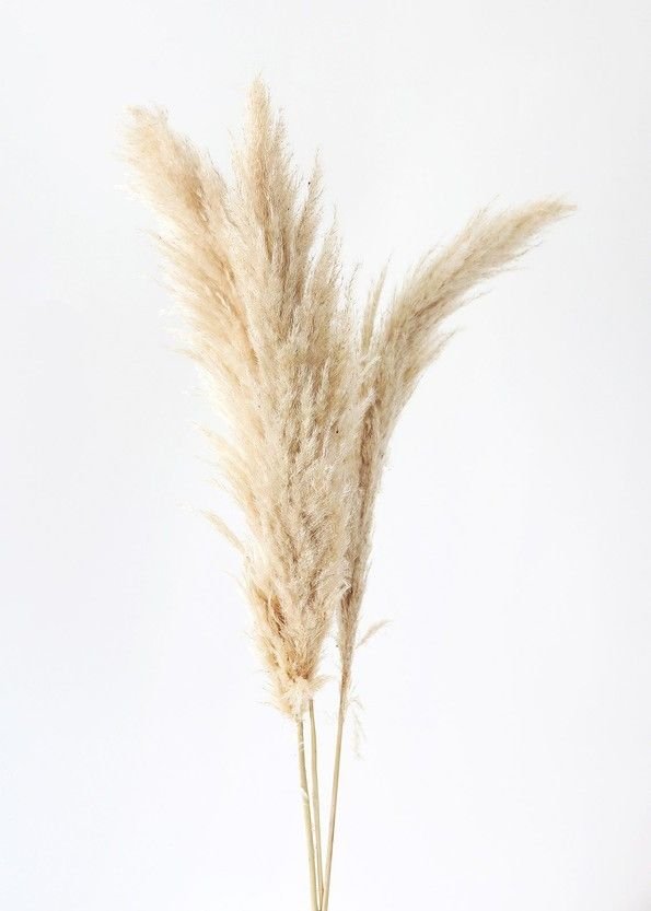 PAMPAS SENCILLAS VERDE MENOS ABUNDANTE  PAQ