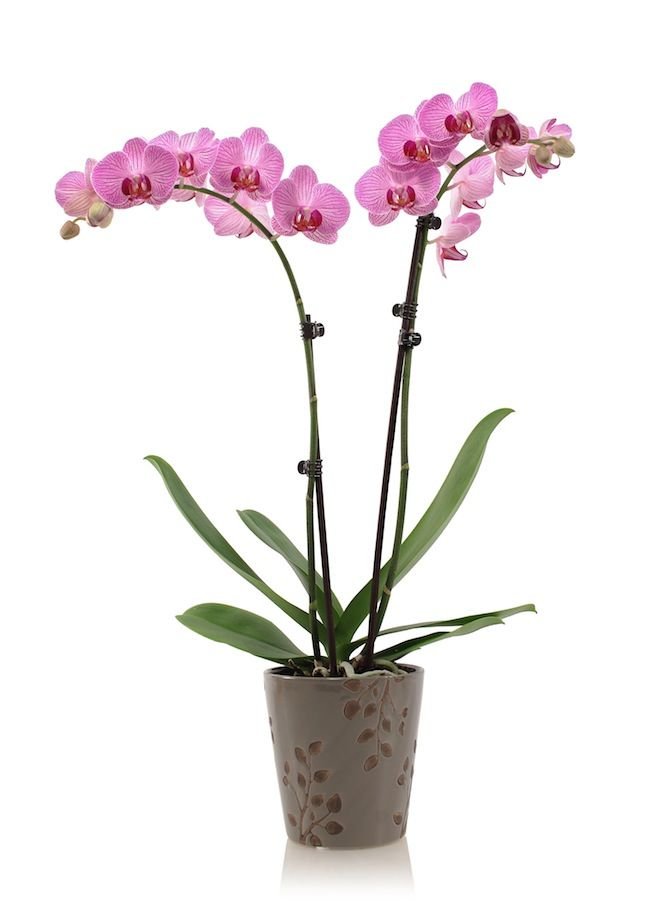 ORQUIDEAS PLANTA PHALAENOPSIS 2 VARITAS GRANDE