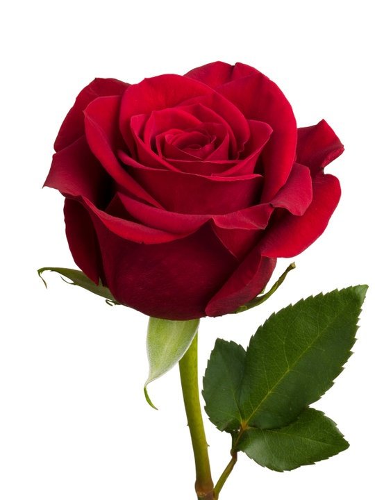 ROSA BAJAS EXPORTACION ROJA X 24 TALLOS PAQ