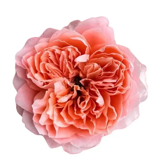 ROSA DE JARDIN PAQ