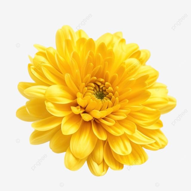 POM POM MARGARITA AMARILLO PAQ