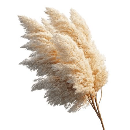 PAMPA GRASS PAQ